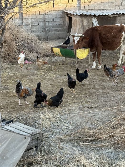 Хурозлар Сотилади Соглом