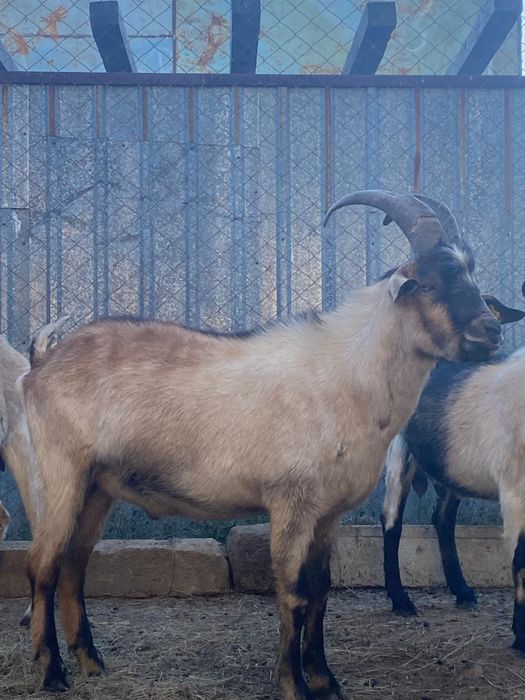 Ешкылер Сатылады