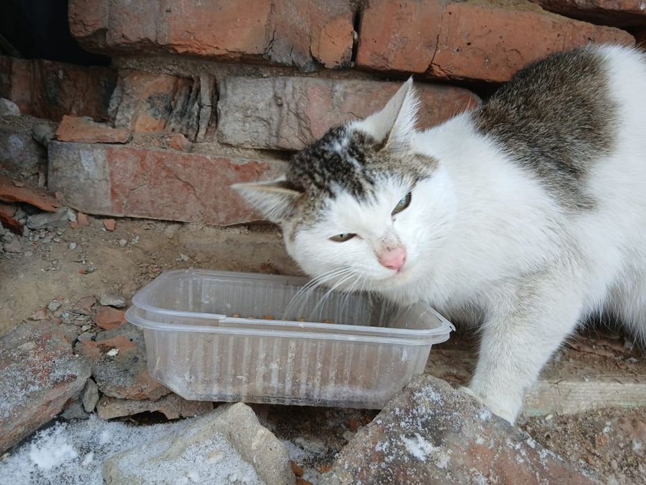 Котенку  нужен дом