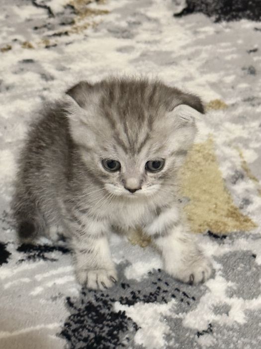 Mushuklar Scottish fold va Scottish strayt