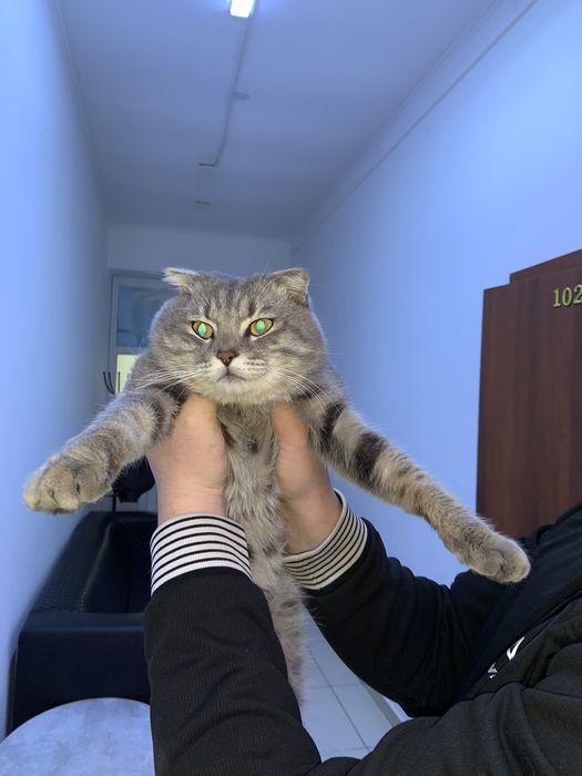 Щотланские мысық