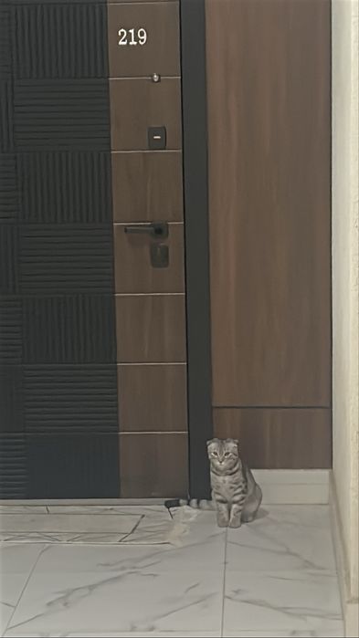 Шотландский кот пародисты