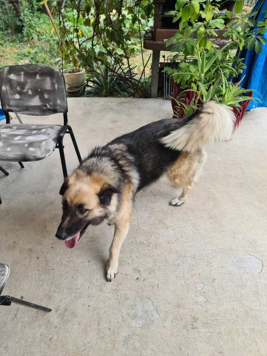 Donez ciobanesc carpatin