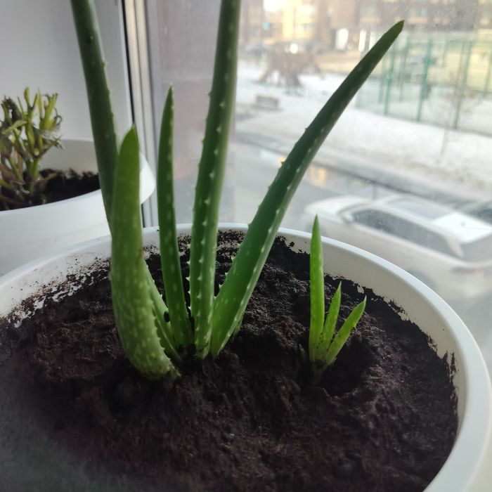 Цветы  комнатные