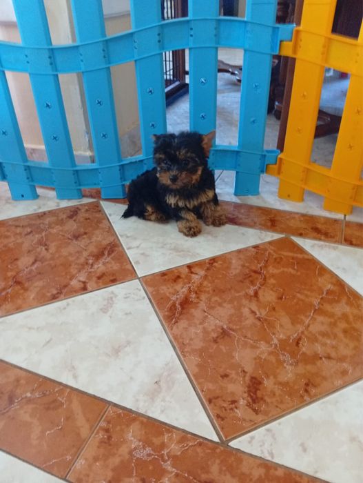 Yorkshire terrier baietel