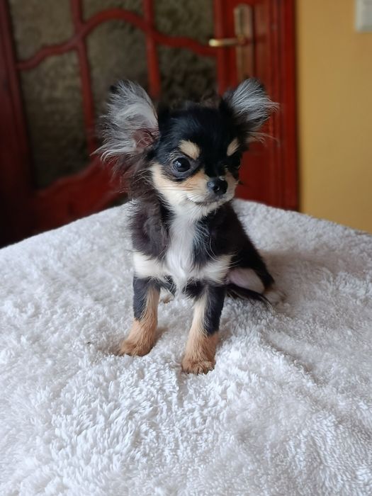 Дългокосместо чихуахуа