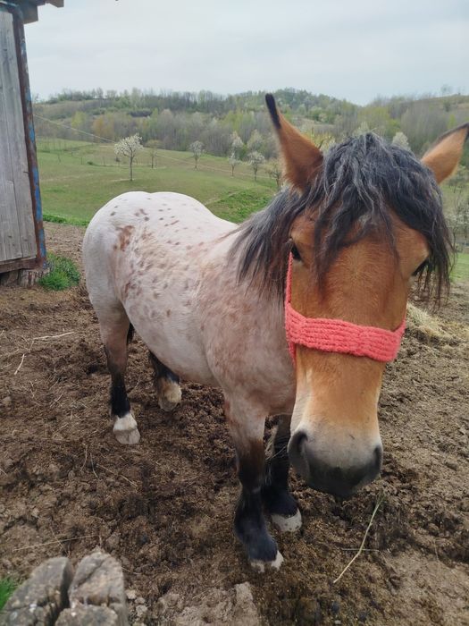 Iapa si manz de vanzare