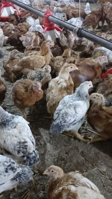 Pui albi de carne și rasa mixta