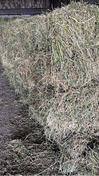 Vand baloti trifoi anul 2025