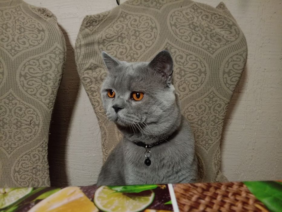 Кот самец на вязку. Не продаётся