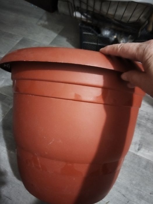 Домашнии цветы продам