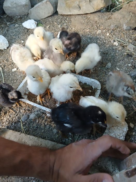 Brama jo'jalari sotiladi donasi 25 ming