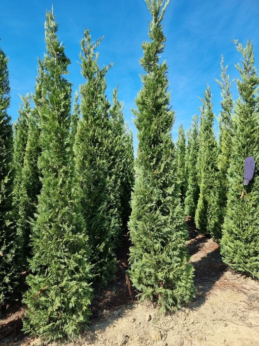 Pin pe picior  tuia leylandi catalpa globulara