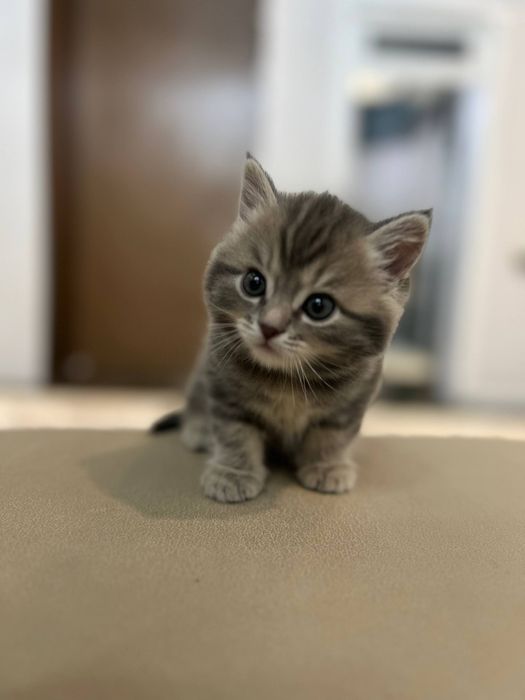 Продаются чистокровные шотландцы от правильной вязки