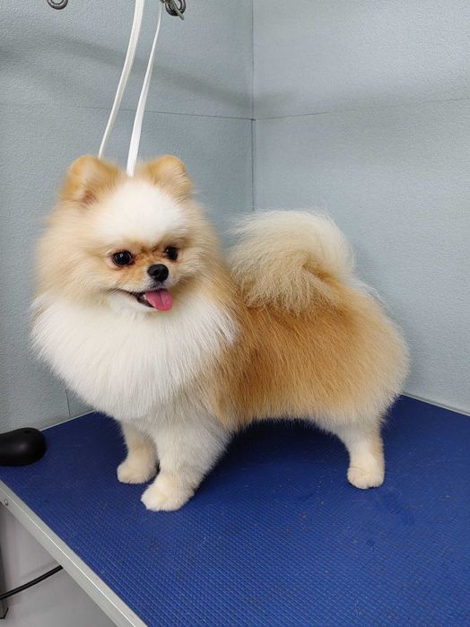 Стрижки животных