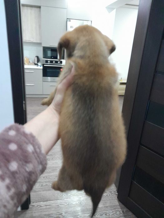 Срочно продам щенка!