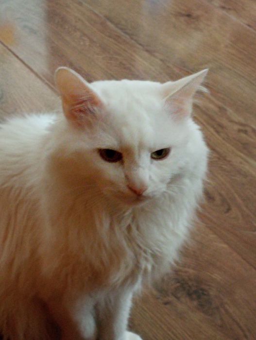 Белый кот Турецкая Ангора