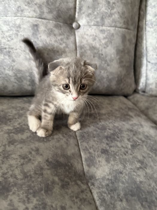 Британская вислоухая кошка (девочка)