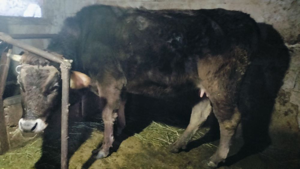 Карова Алатауский порода