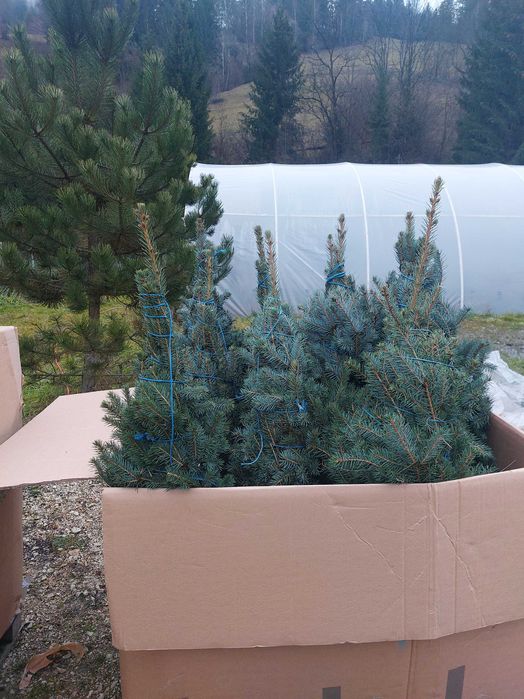 Molid argintiu Picea pungens glauca  Super Blue-calibru 100-125 cm