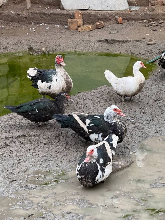 Индюк, индаутка, гоз сотилади срочний уйда бокилган