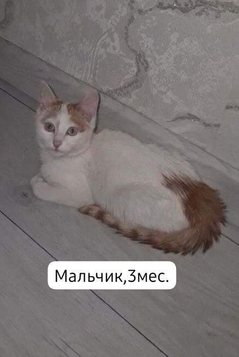 Котята бесплатно⁹