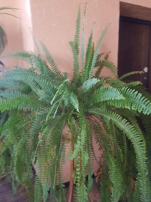 Комнатные. Растения