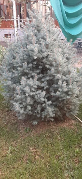 Голубая ель высота 3 м