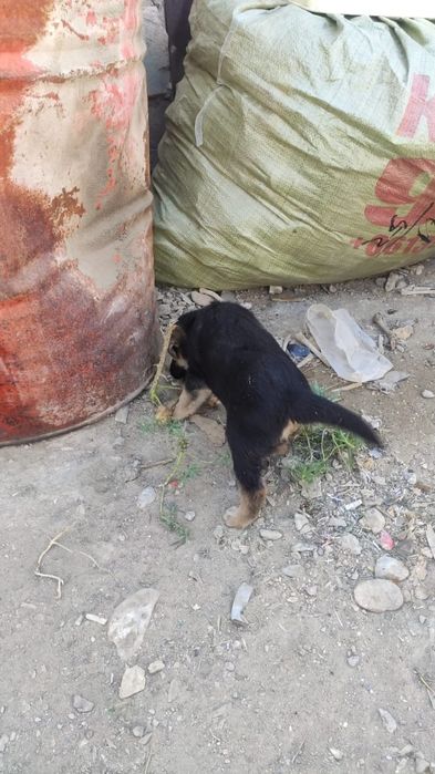 Отдам в добрые руки