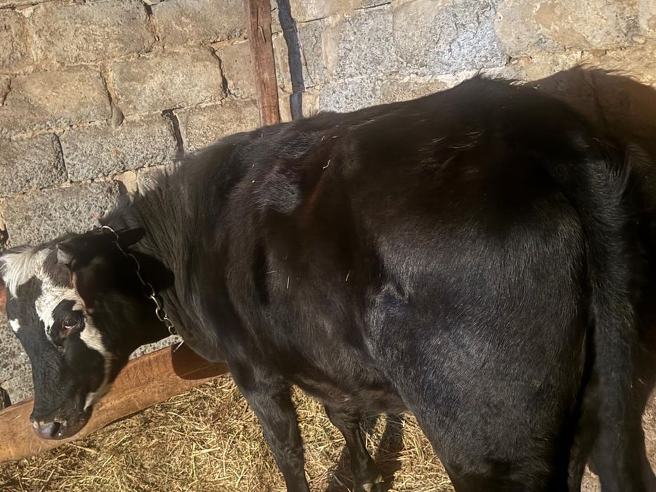 Тайынша сатылат союга малдануга