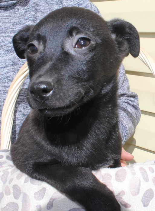 С любовью отдам на радость вам