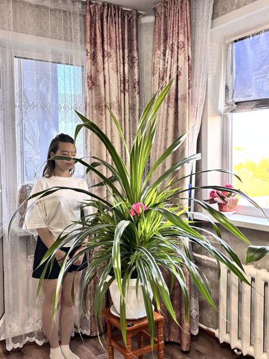 Панданус / пандан