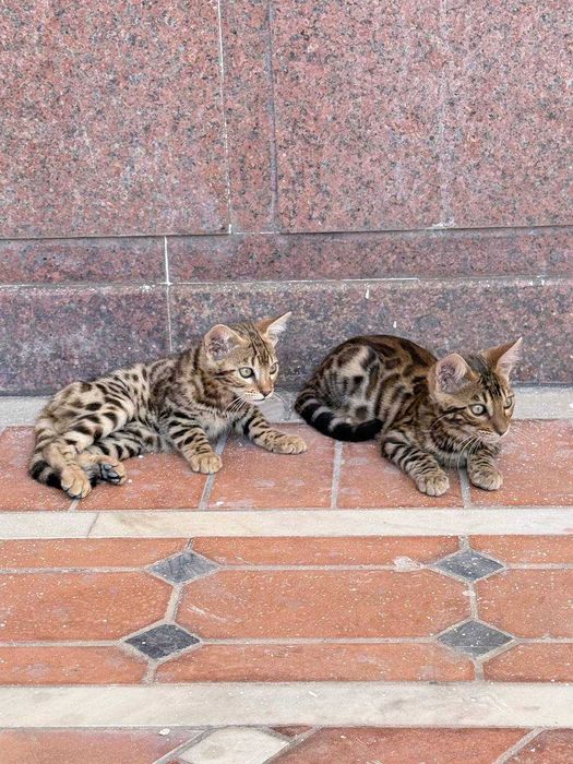 Toza zotdor Bengal mushuk bolalari sotiladi.