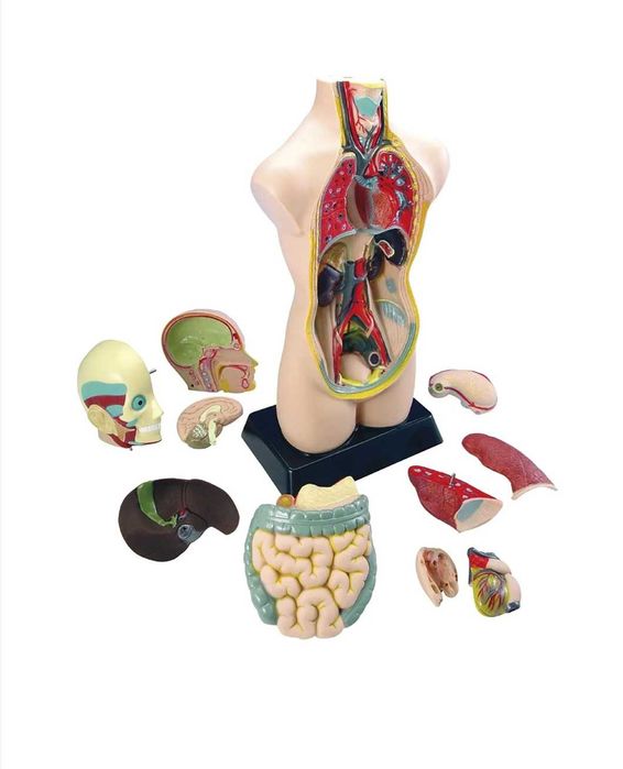 Mulaj tors uman, Edu-Toys, 50 cm