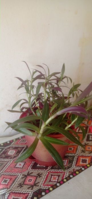 Продаю комнатные цветы Рио.