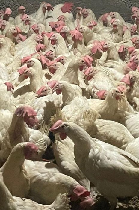 Продаётся куры-несушки