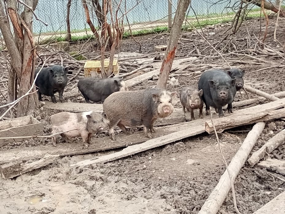 Виетнамски прасенца