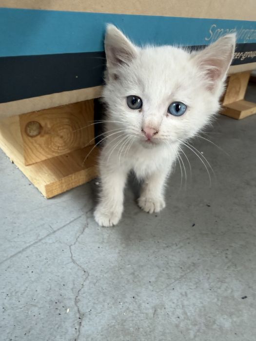 Кошка в добрые руки