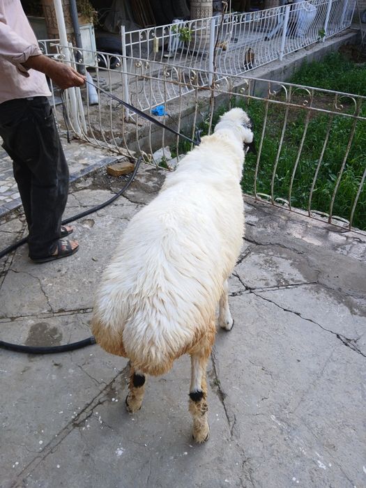 Qoramol qoylar, 2 dona. Qurbonlik un qoʻylar
