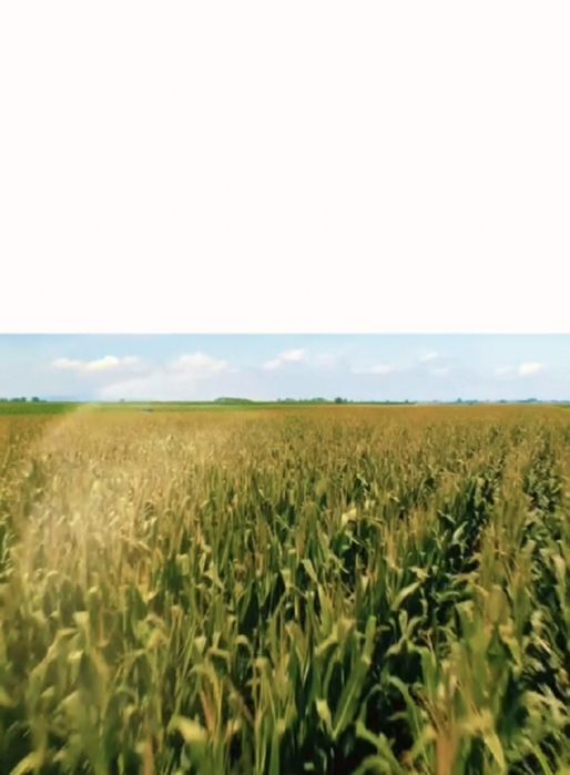 Силос       корма