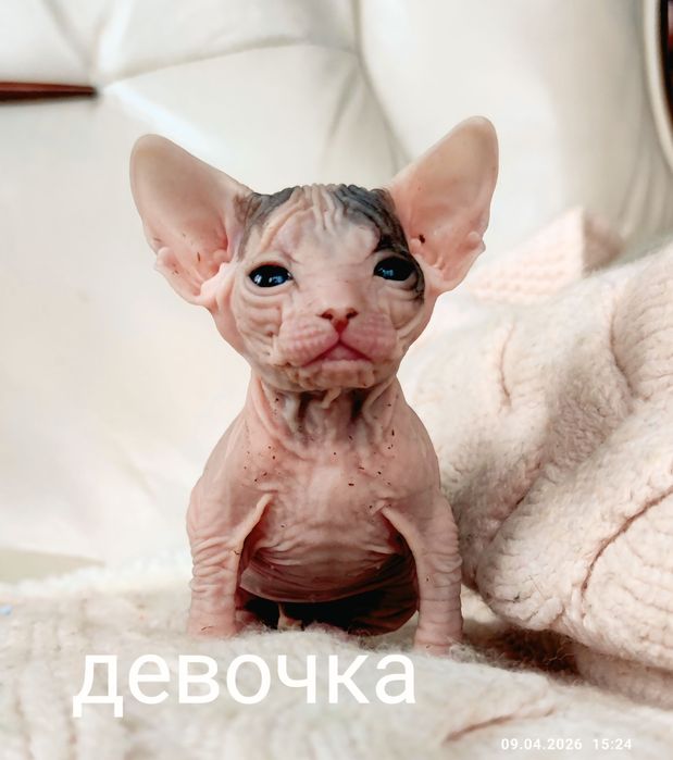 Котята донской сфинкс