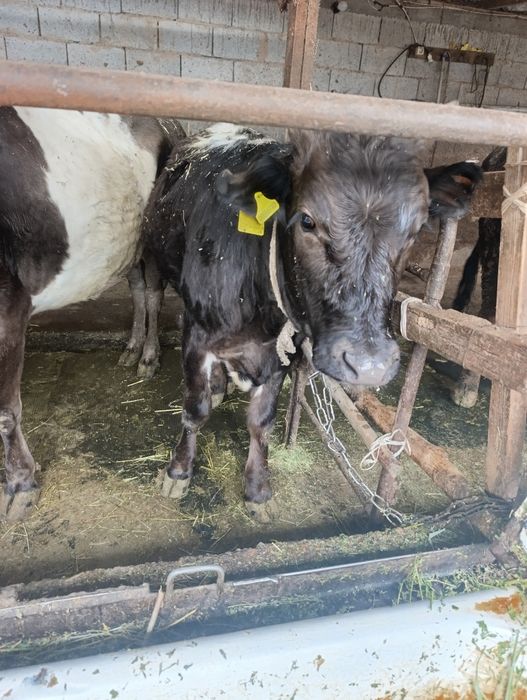 Продам тёлочку возраст 1 год