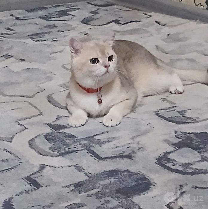 Продаётся кот породистый