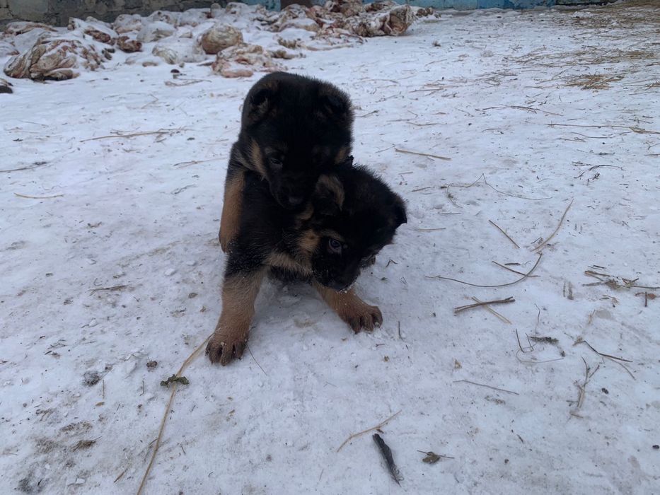 Продам щенков немецкой овчарки