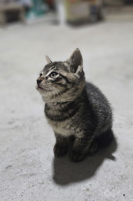 Бесплатно: котята в заботливые руки