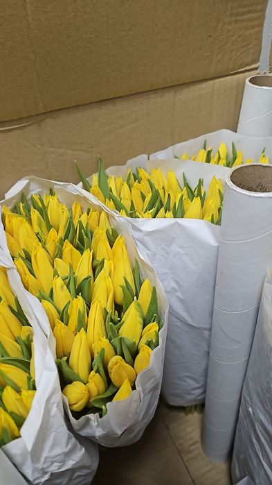 Тюльпаны оптом 430