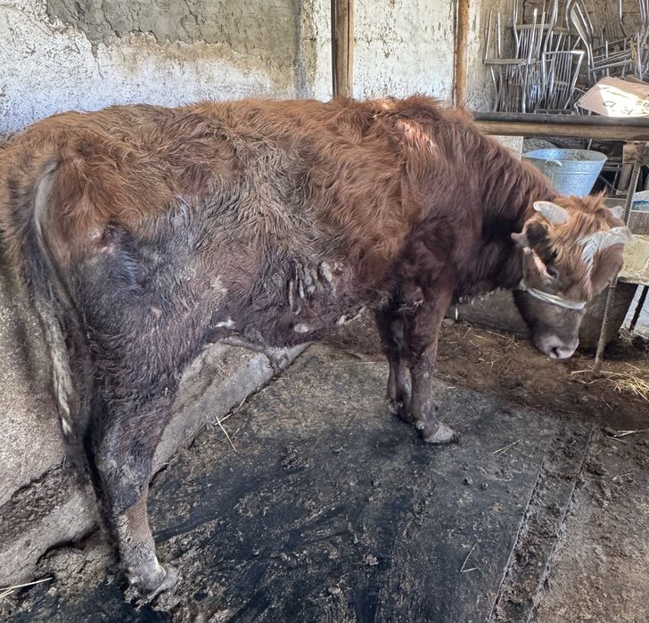 Бука сатылады 1 жасар аппетиты жаксы жемде турган