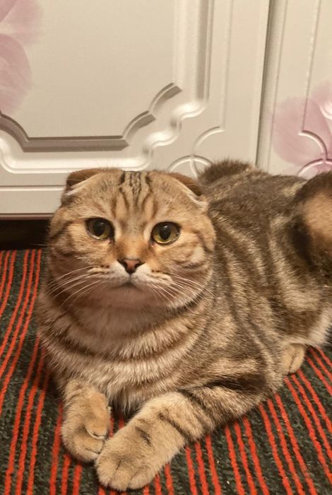 Вязка шотландский кот