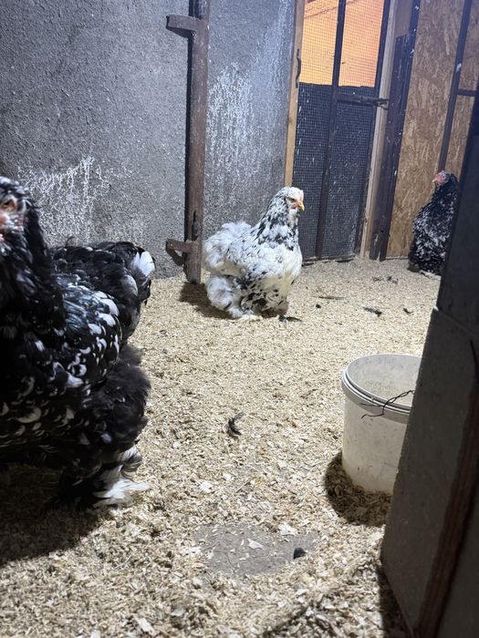 Cochinchina negru bobat talie mare.familie 4+1