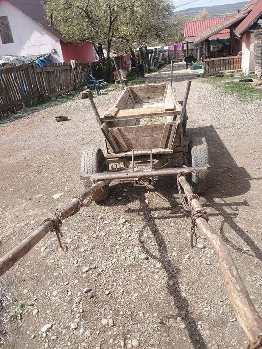 Cal de vânzare de 8 ani